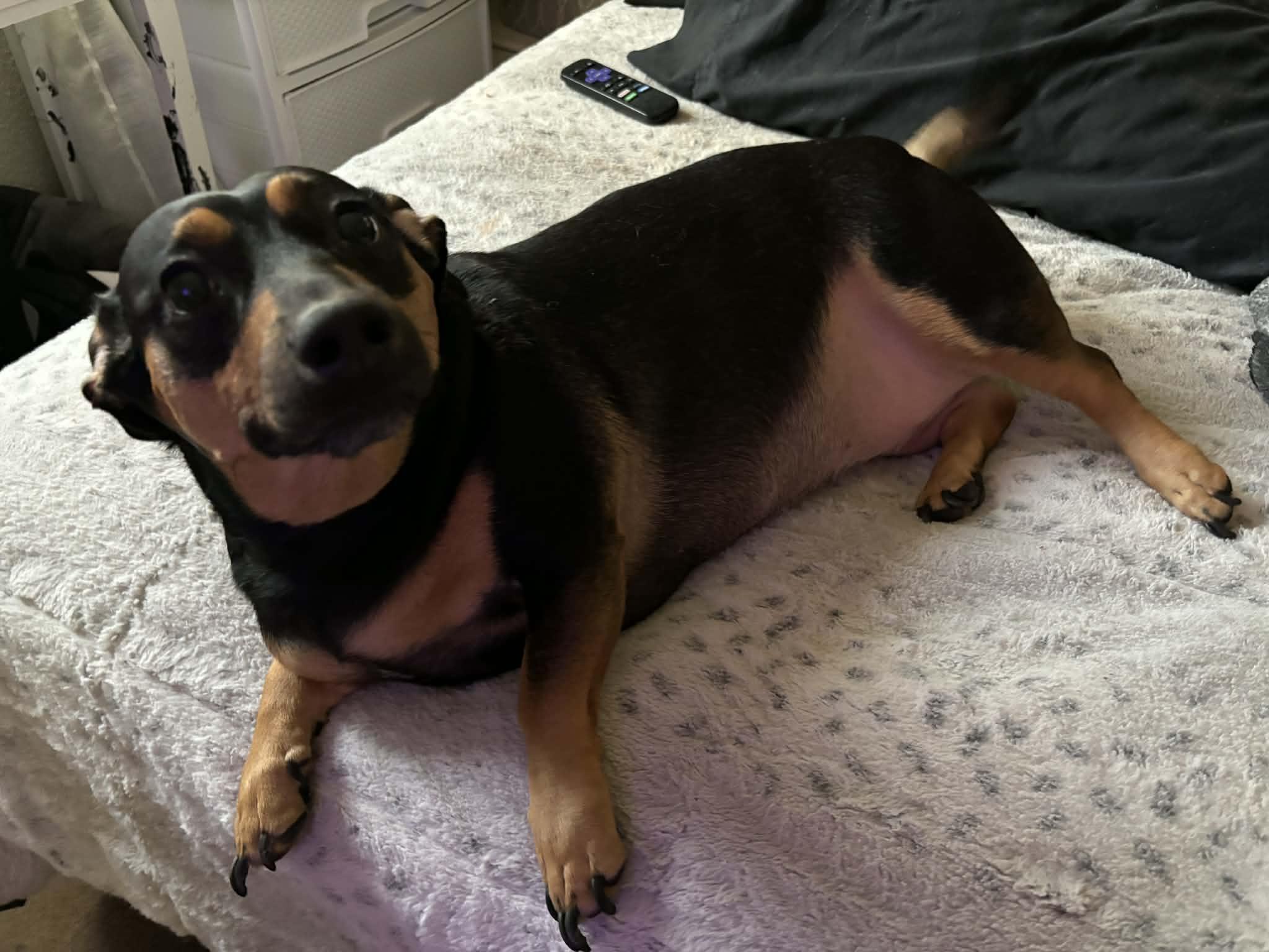 H2H-Sheisty, Adopted, Adult Female Rottweiler & Dachshund.