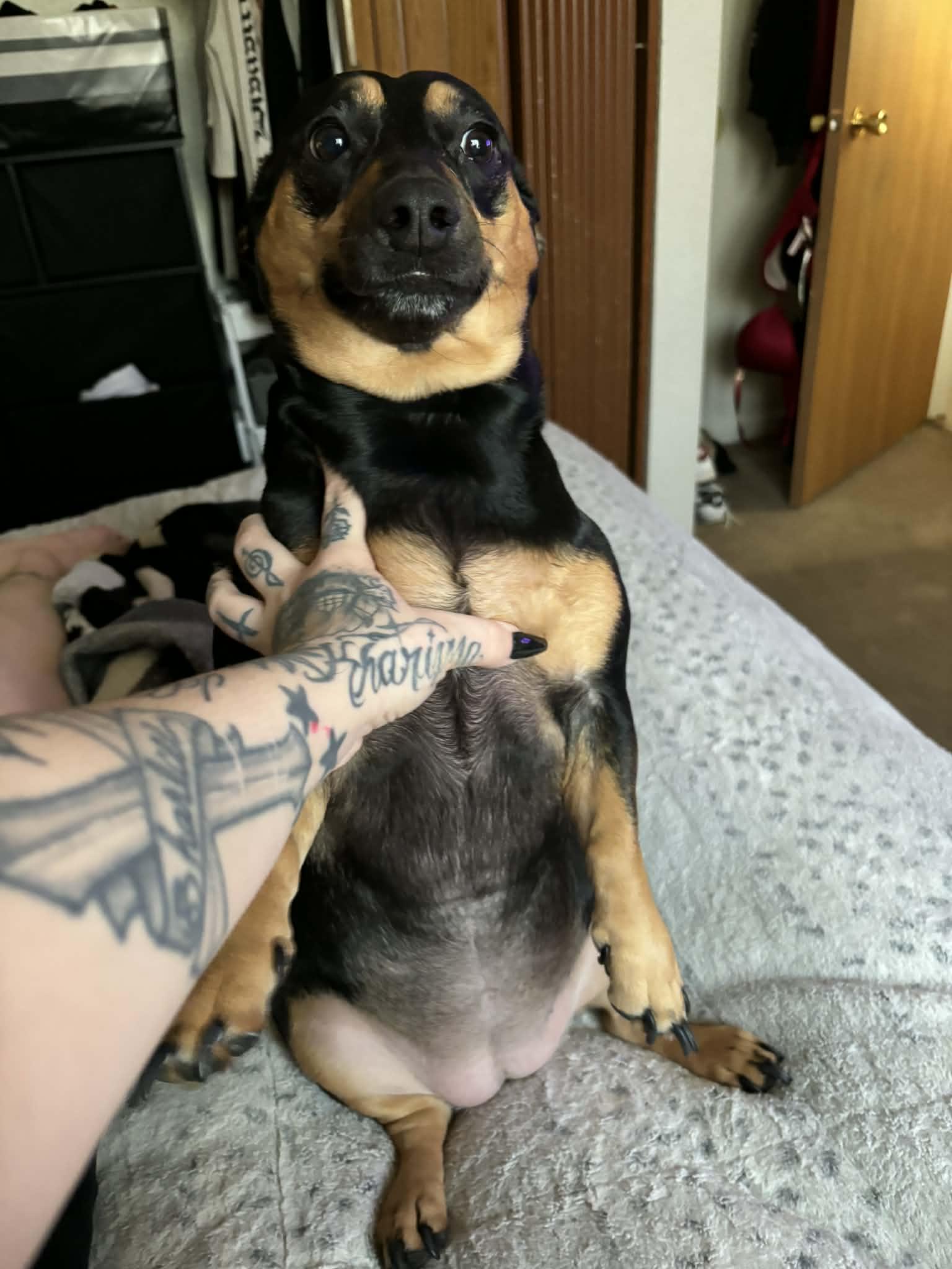 Enlarge H2H-Sheisty, a Adopted mixed breed in Hardin, MT image 2/2