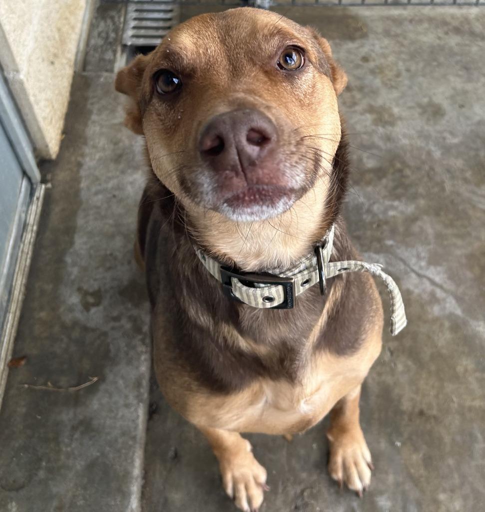 Honey, Adoptable, Adult Female Labrador Retriever & Shepherd.