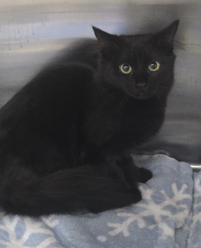 Enlarge Bugsy, a Adoptable Domestic Short Hair in Webster, MA image 1/1