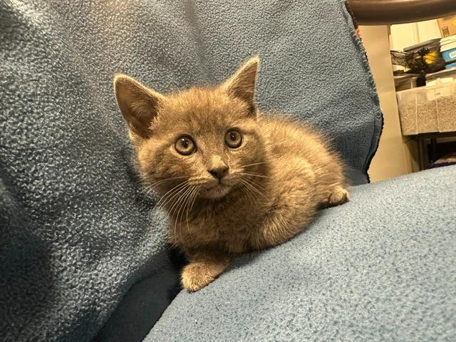 Wren, ADOPTABLE, Young Male Domestic Short Hair.