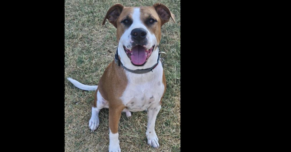 Sox (Buddy) (CP), Adoptable, Adult Male Boxer & Mixed Breed.