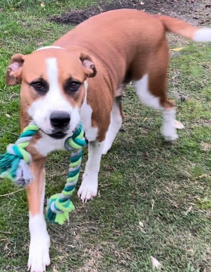 Enlarge Sox (Buddy) (CP), a Adoptable mixed breed in Dallas, TX image 2/2