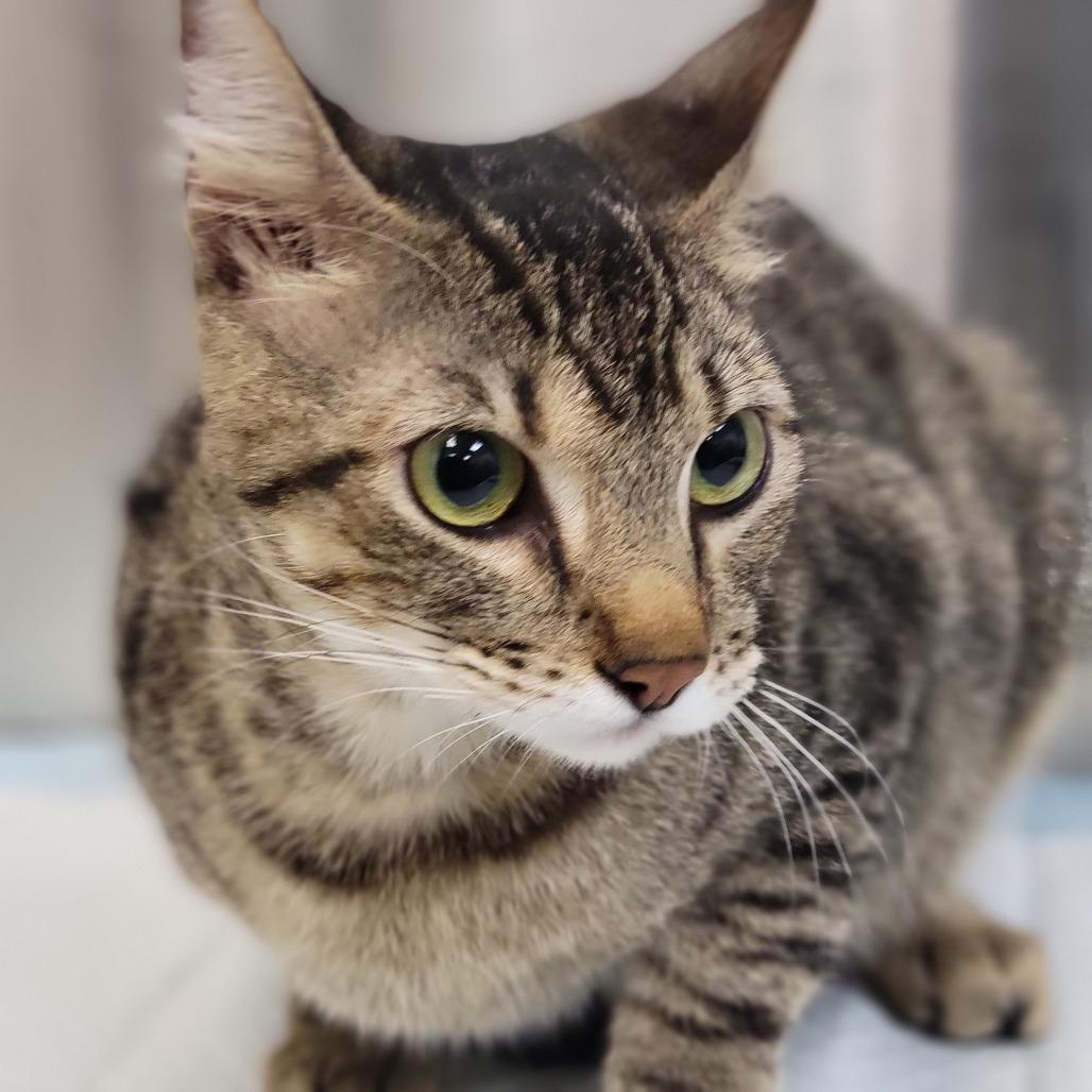 Enlarge Umami, a Adoptable Domestic Short Hair in Sarasota, FL image 1/1