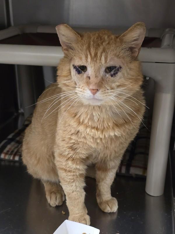 Enlarge Paudie, a Adoptable mixed breed in Vancouver, WA image 2/2