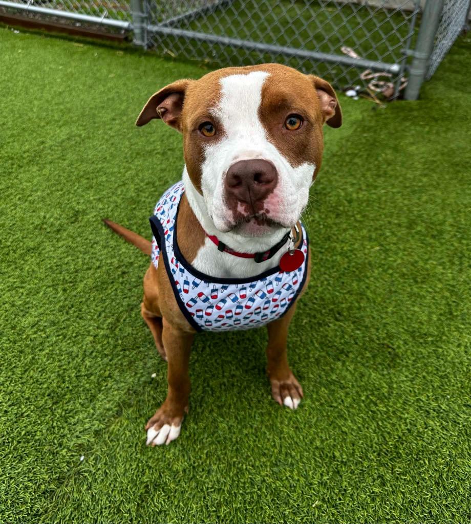 Homer, Adoptable, Young Male Mixed Breed.
