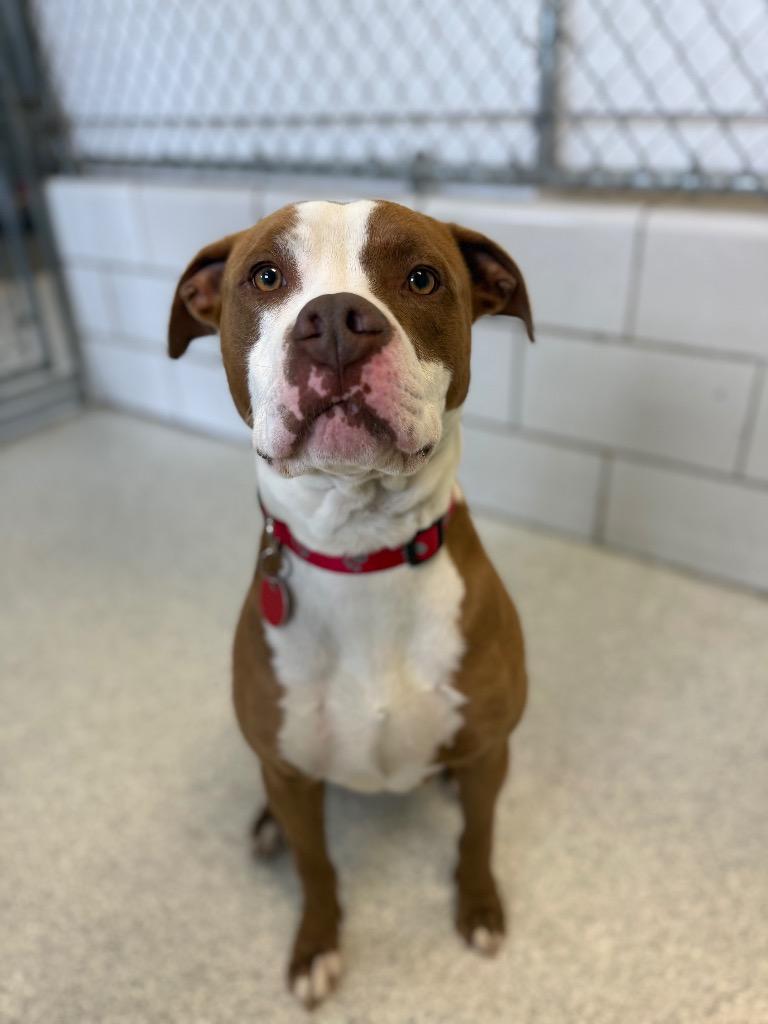Enlarge Homer, a Adoptable mixed breed in Detroit, MI image 2/6
