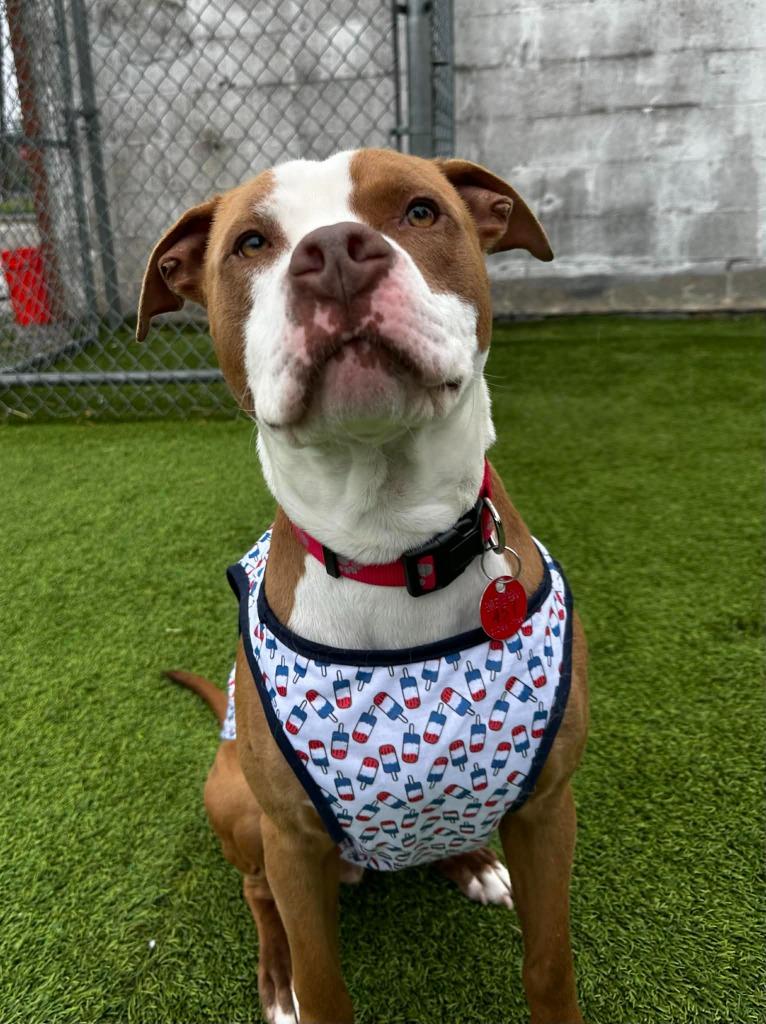 Enlarge Homer, a Adoptable mixed breed in Detroit, MI image 3/6