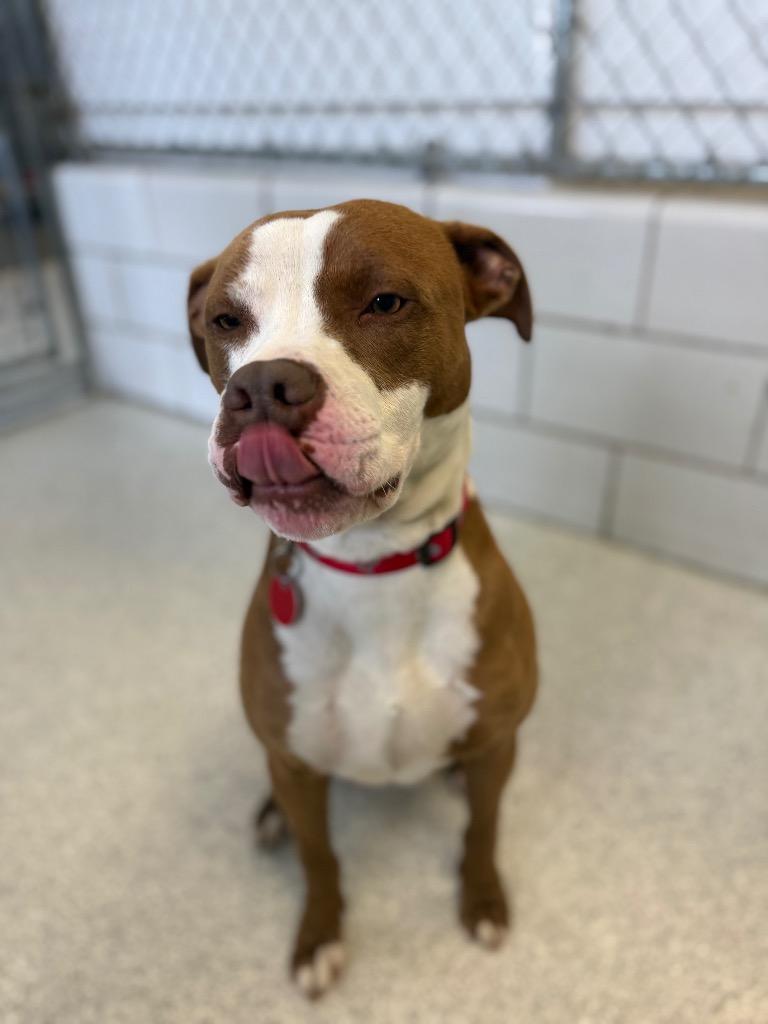 Enlarge Homer, a Adoptable mixed breed in Detroit, MI image 4/6