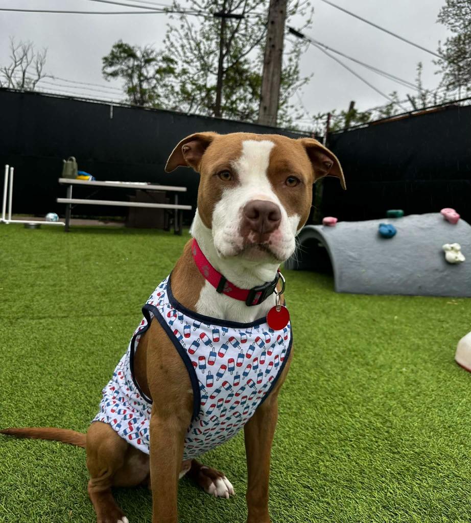 Enlarge Homer, a Adoptable mixed breed in Detroit, MI image 5/6