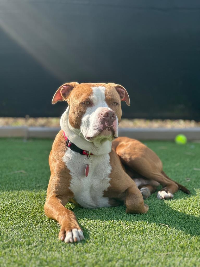 Enlarge Homer, a Adoptable mixed breed in Detroit, MI image 6/6