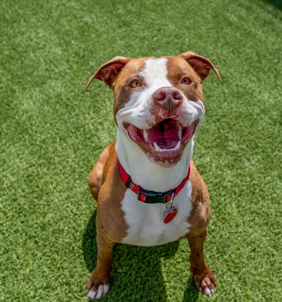 Enlarge Homer, a Adoptable mixed breed in Detroit, MI image 6/6