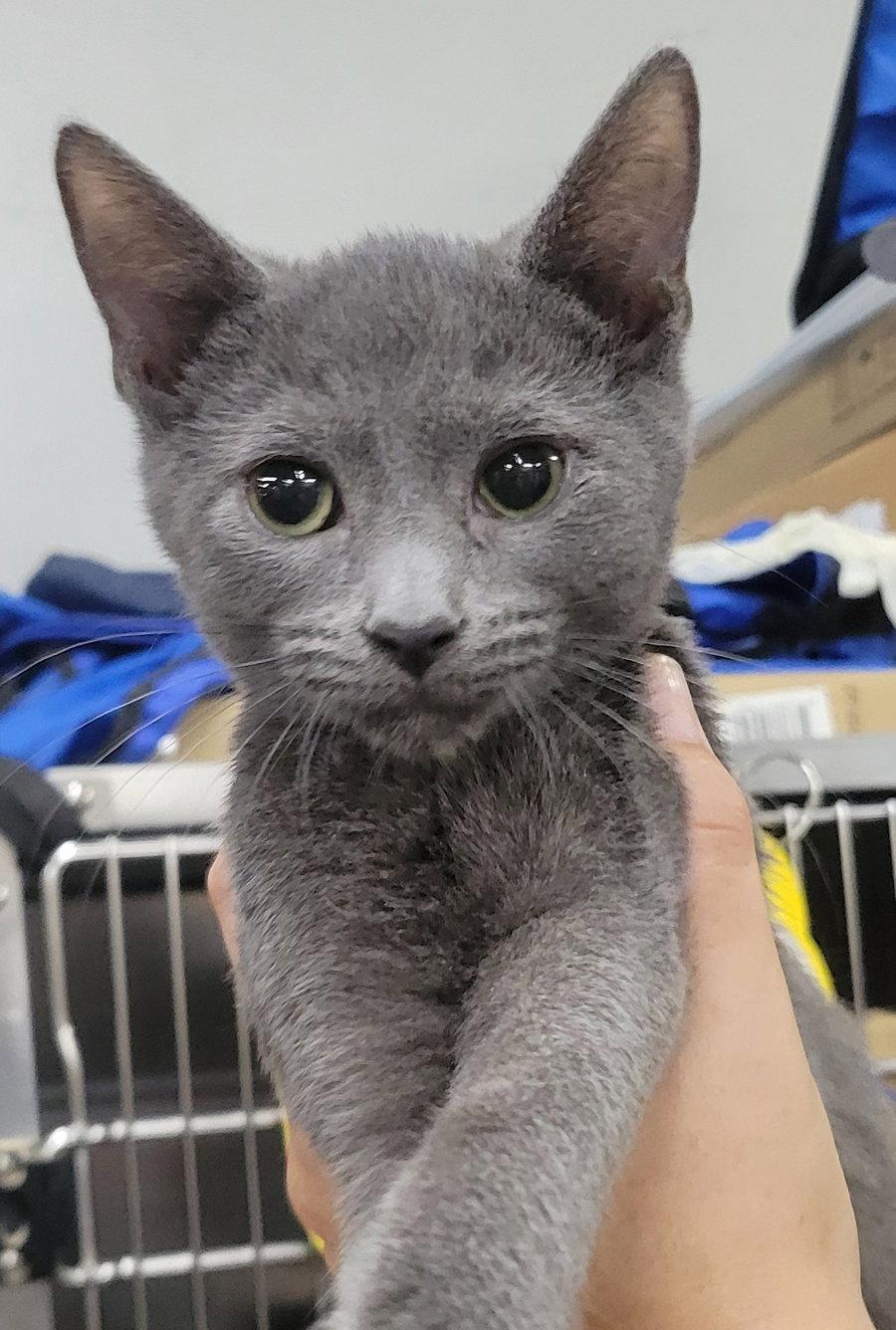 Kitten Quay, Adoptable, Kitten Male Domestic Short Hair.