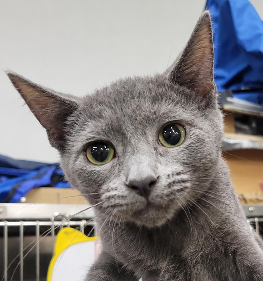 Enlarge Kitten Quay, a Adoptable Domestic Short Hair in Cuyahoga Falls, OH image 2/2