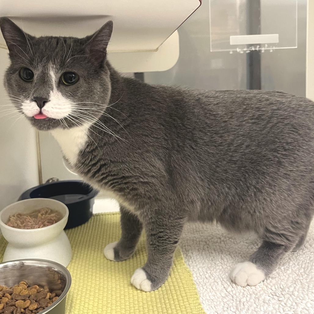 Sievert, Adoptable, Adult Male Domestic Short Hair.