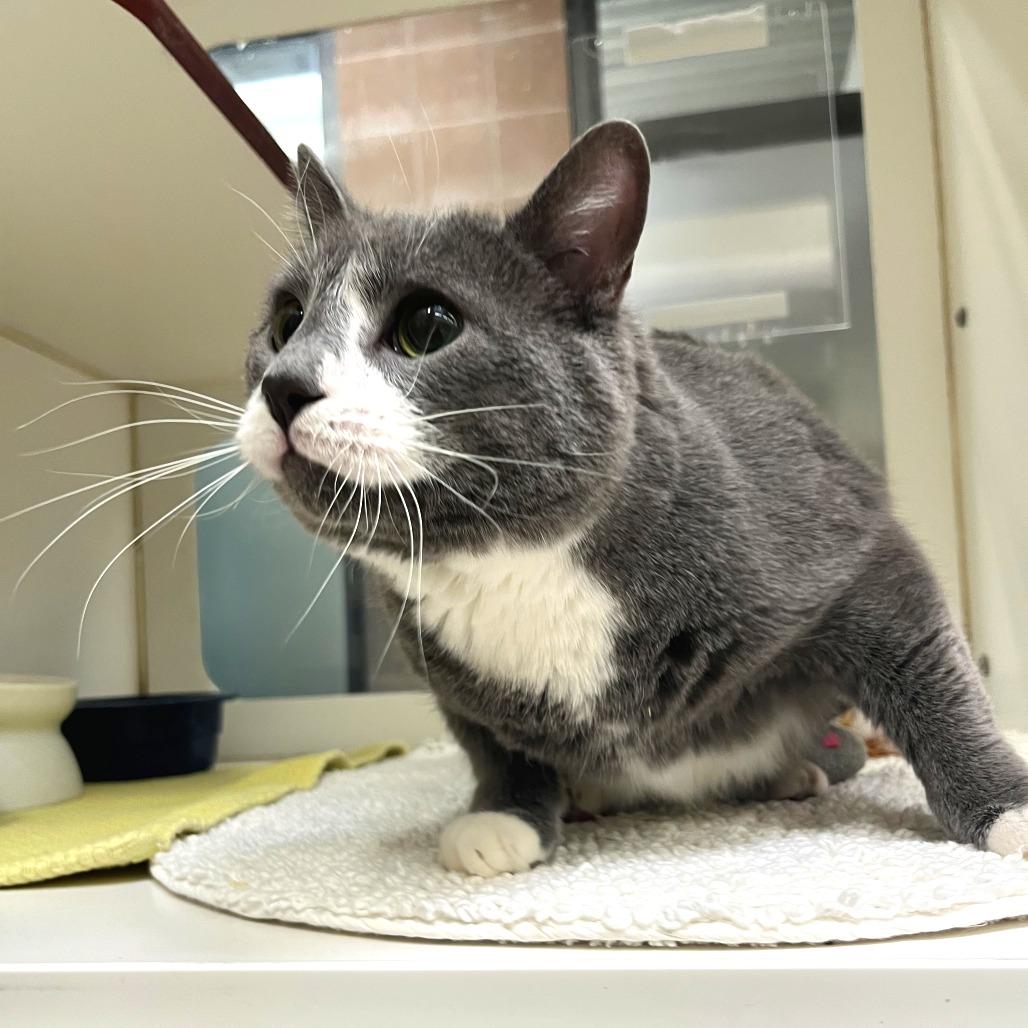 Enlarge Sievert, a Adoptable mixed breed in Cheyenne, WY image 2/2