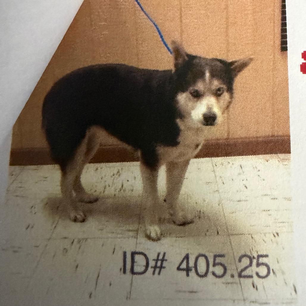 Enlarge Sasha, a Adoptable mixed breed in Kerrville, TX image 1/2