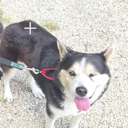 Enlarge Sasha, a Adoptable mixed breed in Kerrville, TX image 2/2