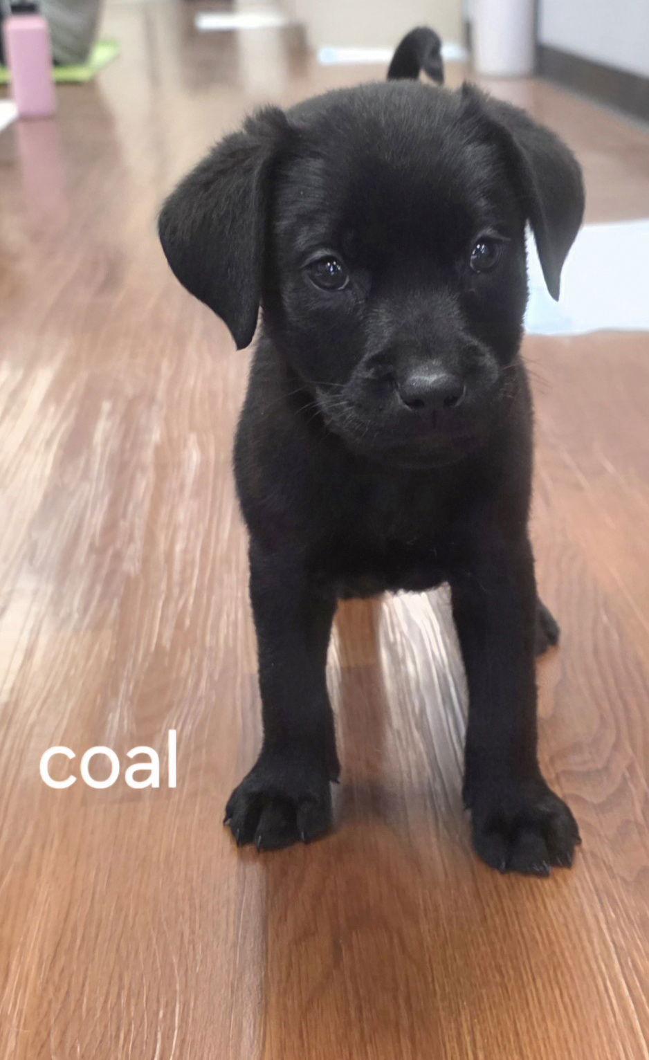Coal, Adoptable, Puppy Male Labrador Retriever & Terrier.