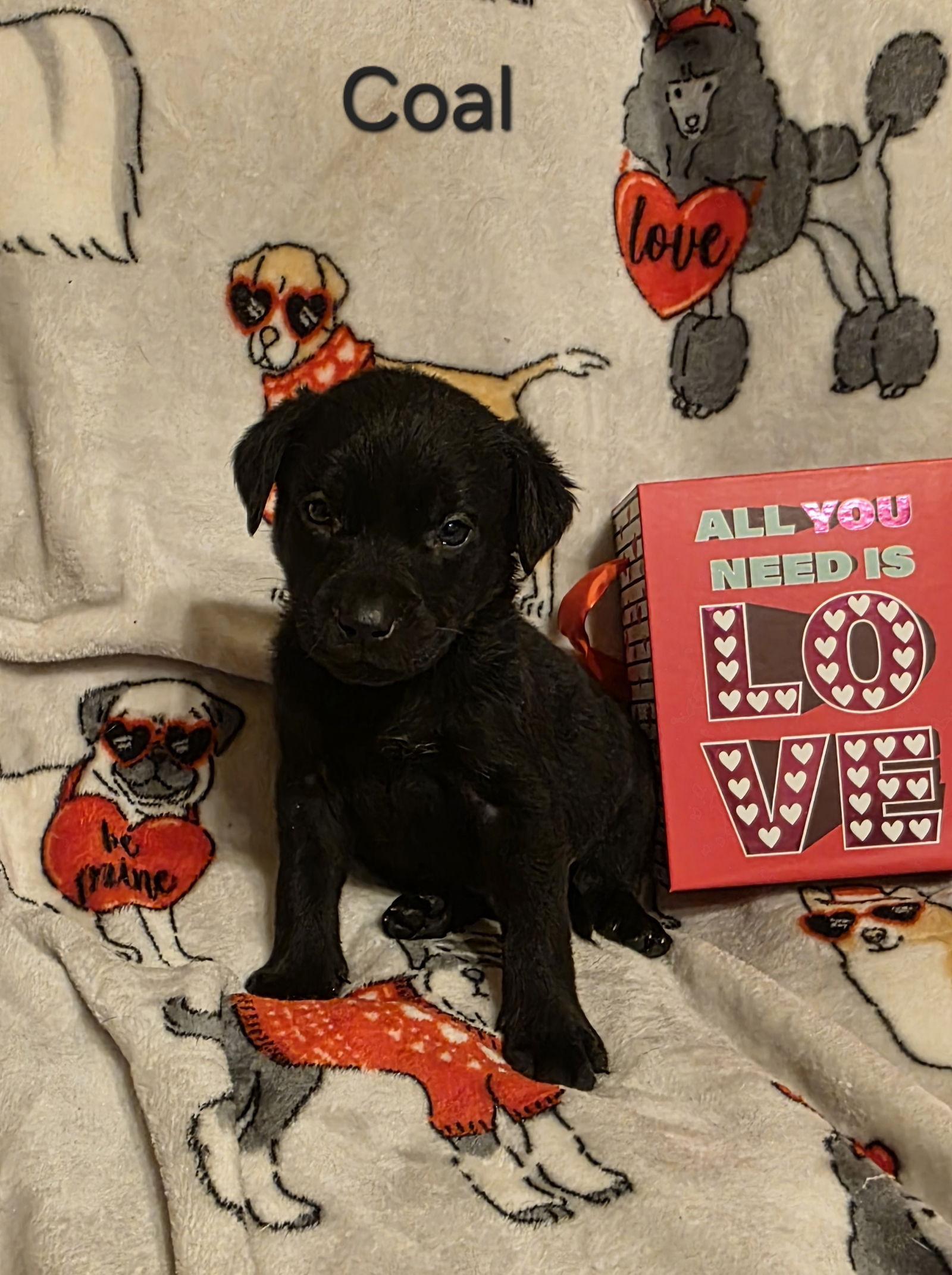 Coal, Adoptable, Puppy Male Labrador Retriever & Terrier.