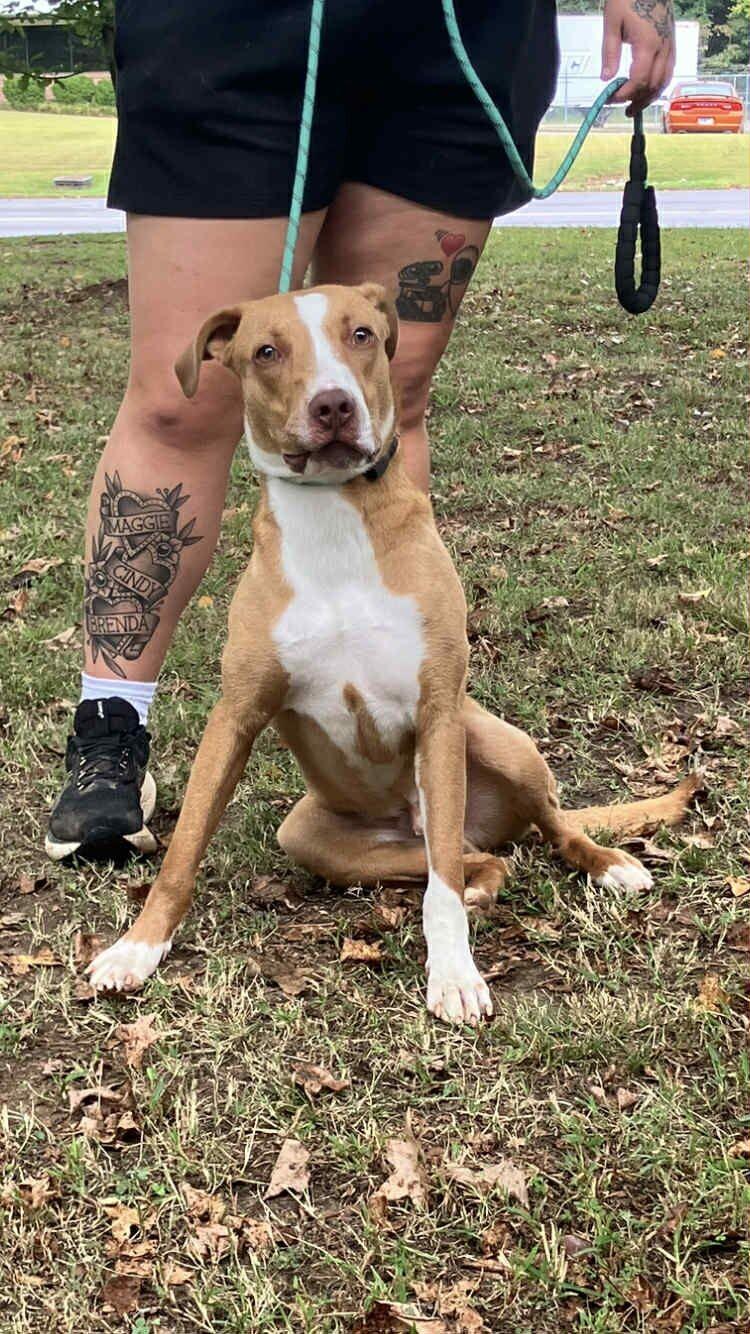 Caraway, Adoptable, Young Male Pit Bull Terrier & Mixed Breed.