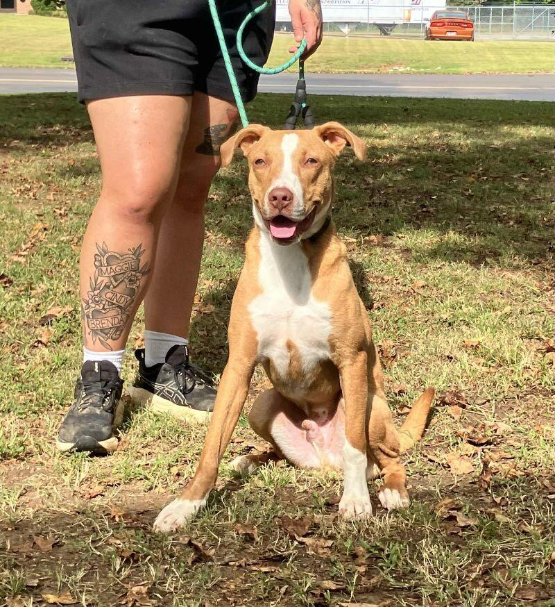 Enlarge Caraway, a Adoptable mixed breed in Jackson, TN image 2/4