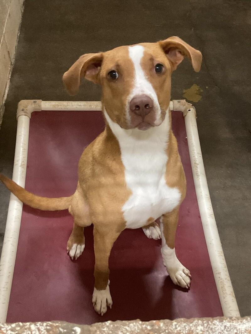 Enlarge Caraway, a Adoptable mixed breed in Jackson, TN image 3/4