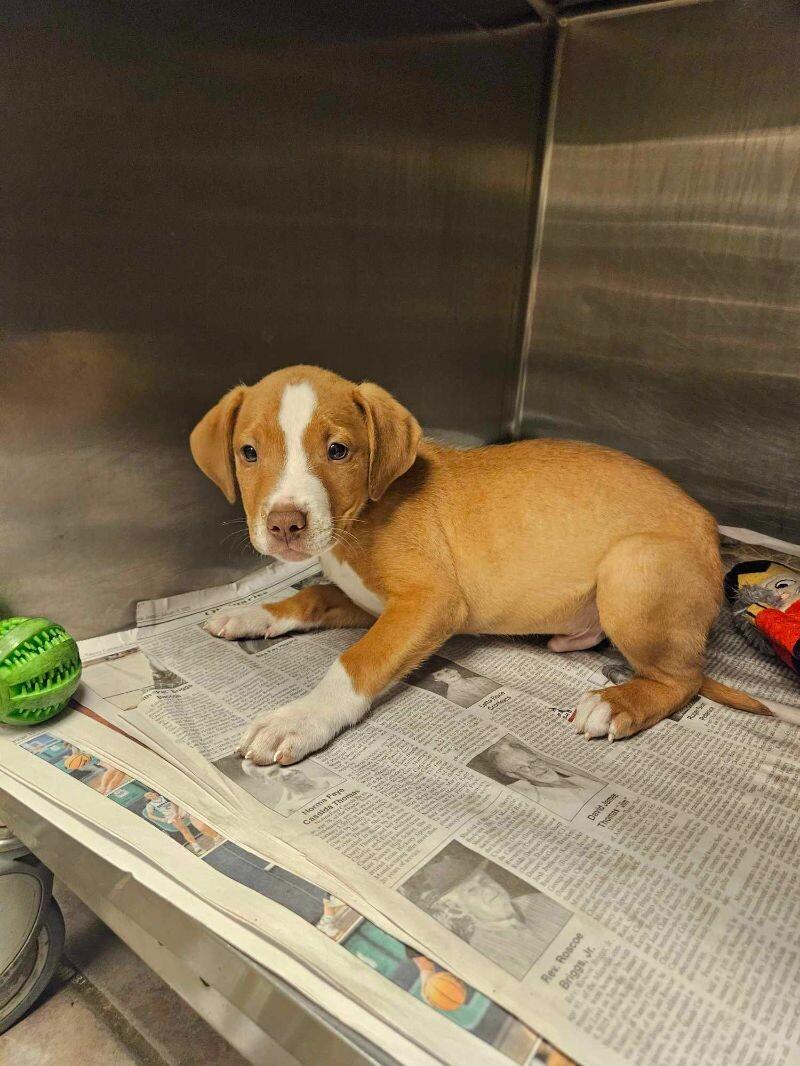 Enlarge Caraway, a Adoptable mixed breed in Jackson, TN image 4/4