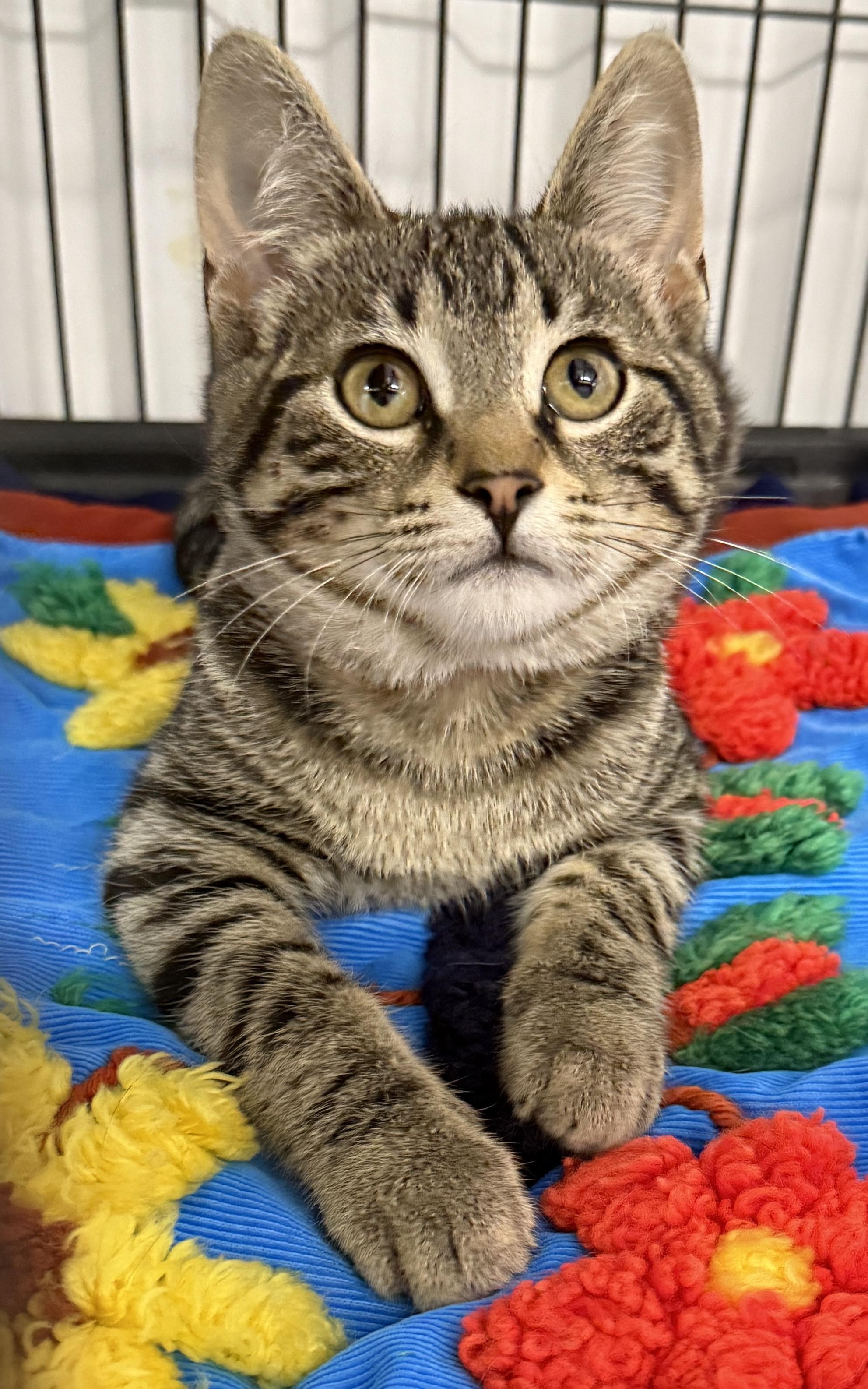 Joey at Petsmart in Prince Albert
