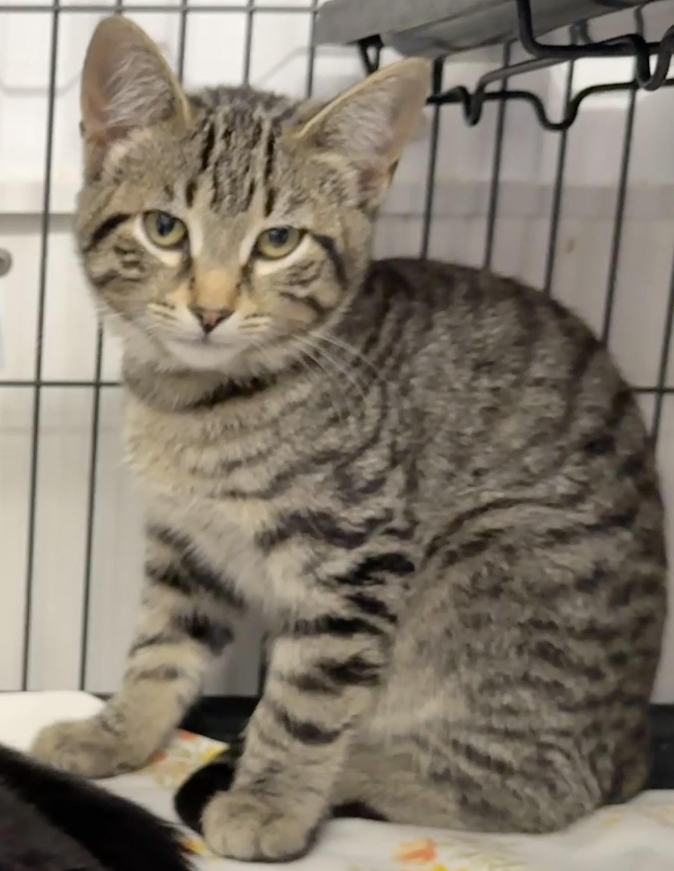 Joey at Petsmart in Prince Albert