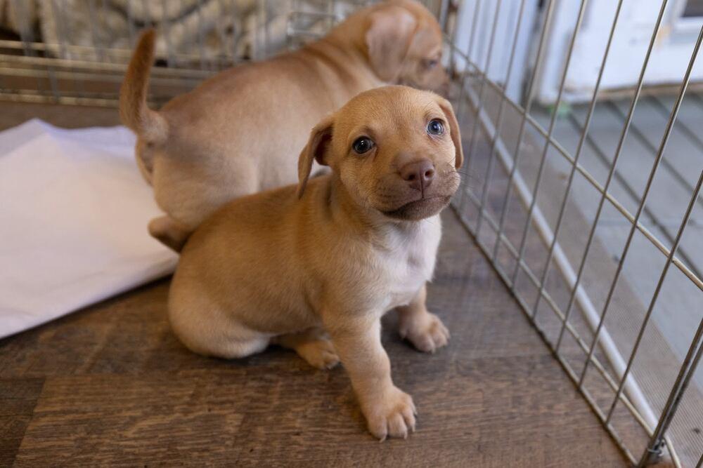 Kanga, Adoptable, Puppy Male Dachshund & Chihuahua.