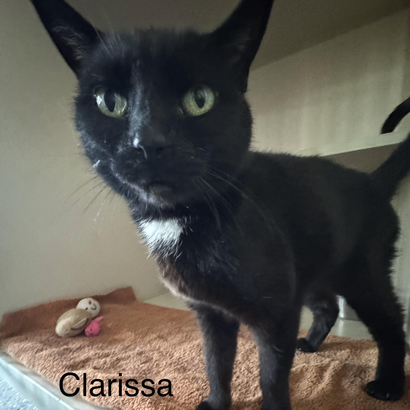 Enlarge Clarissa, a ADOPTABLE Domestic Short Hair in Ulster, PA image 1/1
