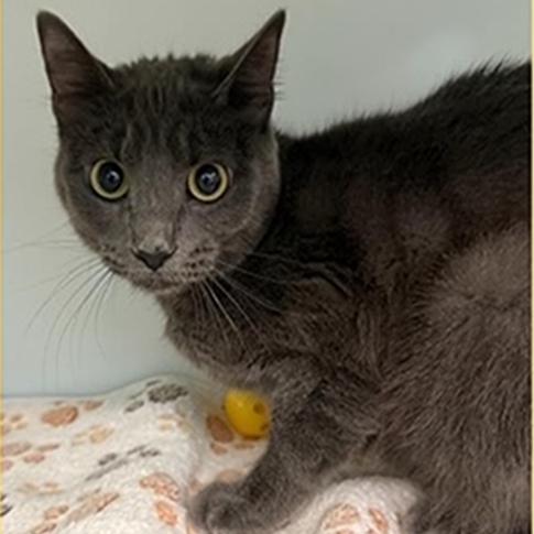 Stormie Baby, Adoptable, Adult Female Domestic Short Hair.
