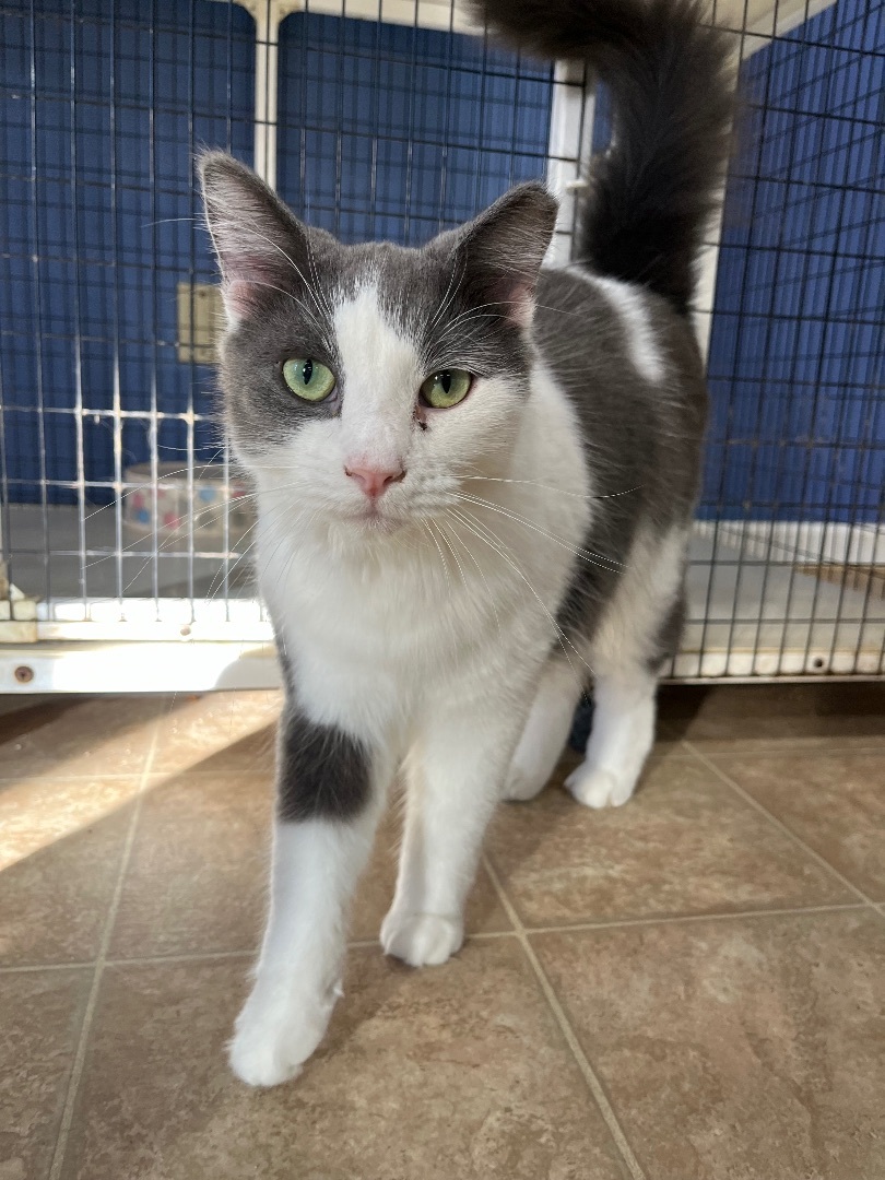 Mustang , Adoptable, Adult Male Domestic Long Hair.