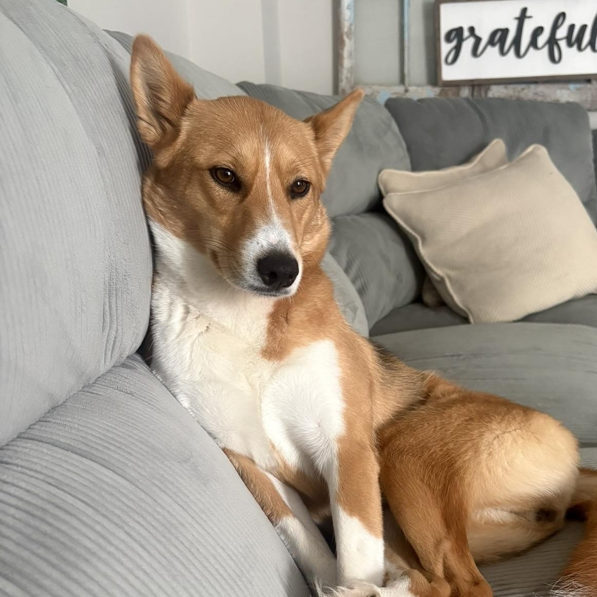 Enlarge Astral, an adopted mixed breed in Oakville, ON image 1/6