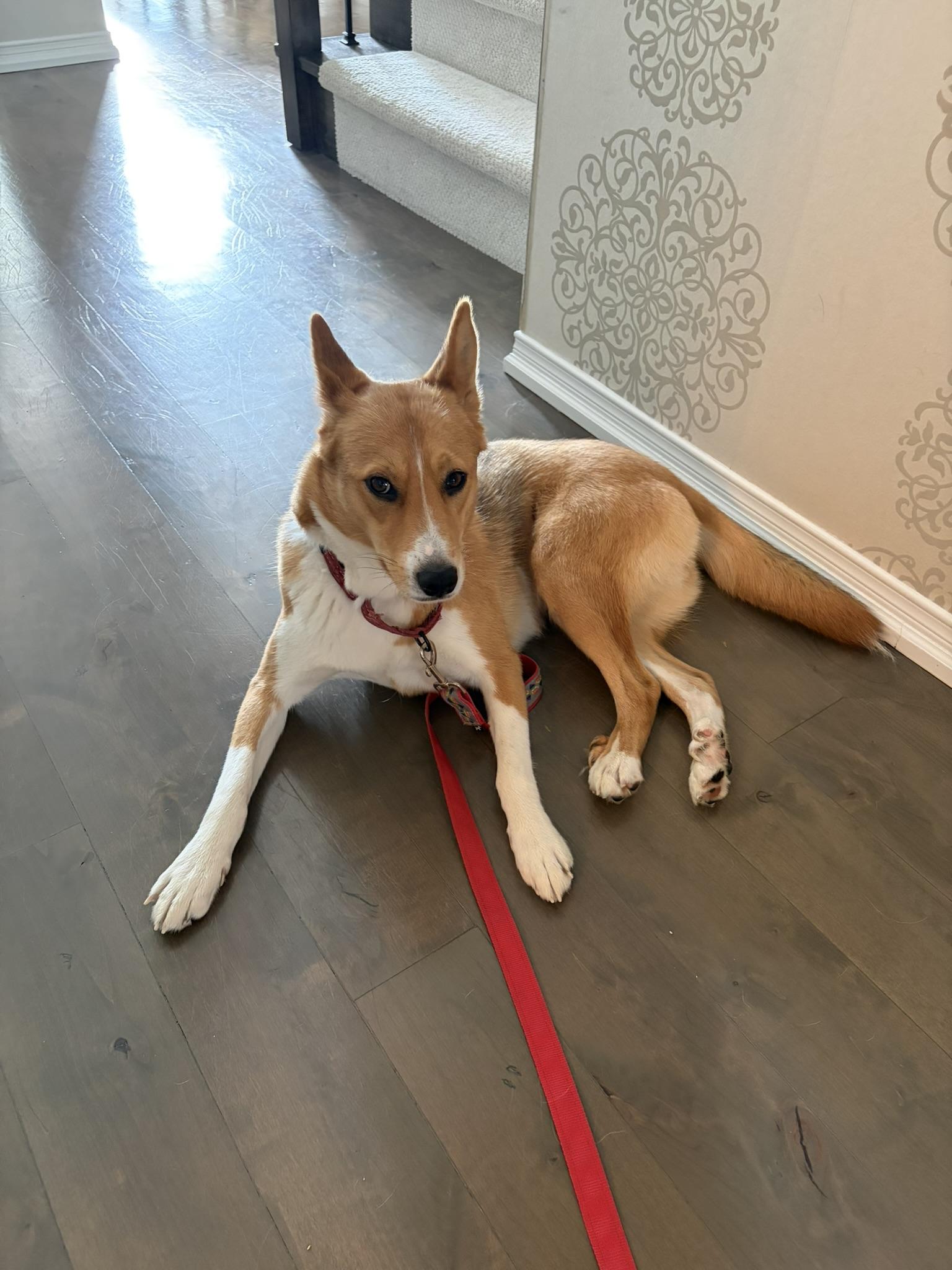 Enlarge Astral, an adopted mixed breed in Oakville, ON image 6/6