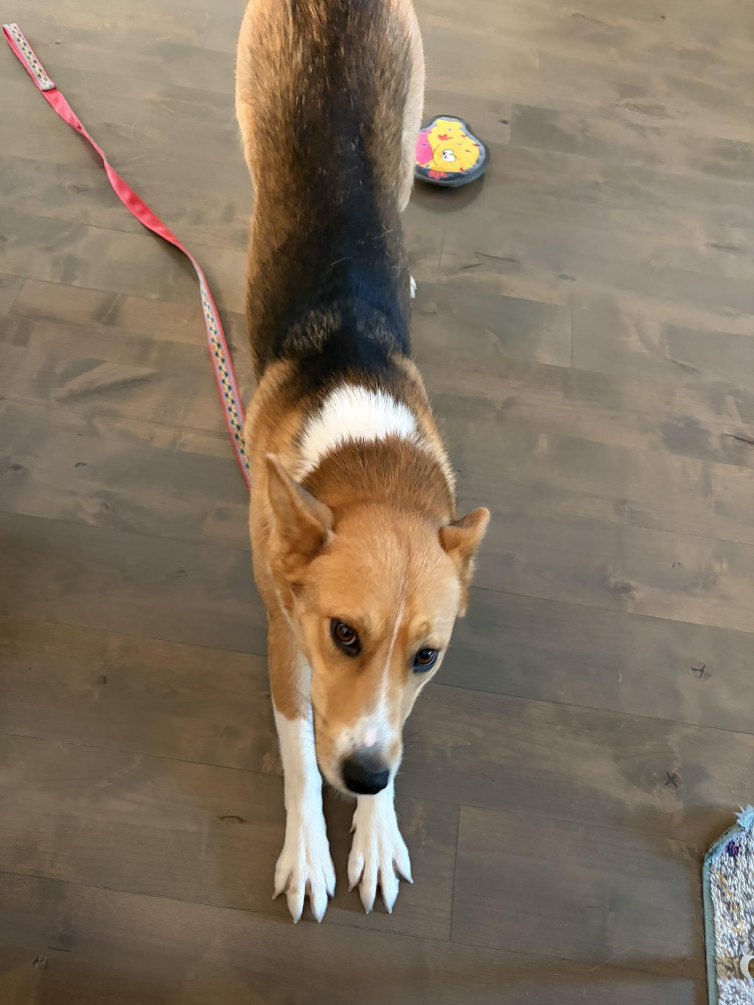 Enlarge Astral, an adopted mixed breed in Oakville, ON image 5/6