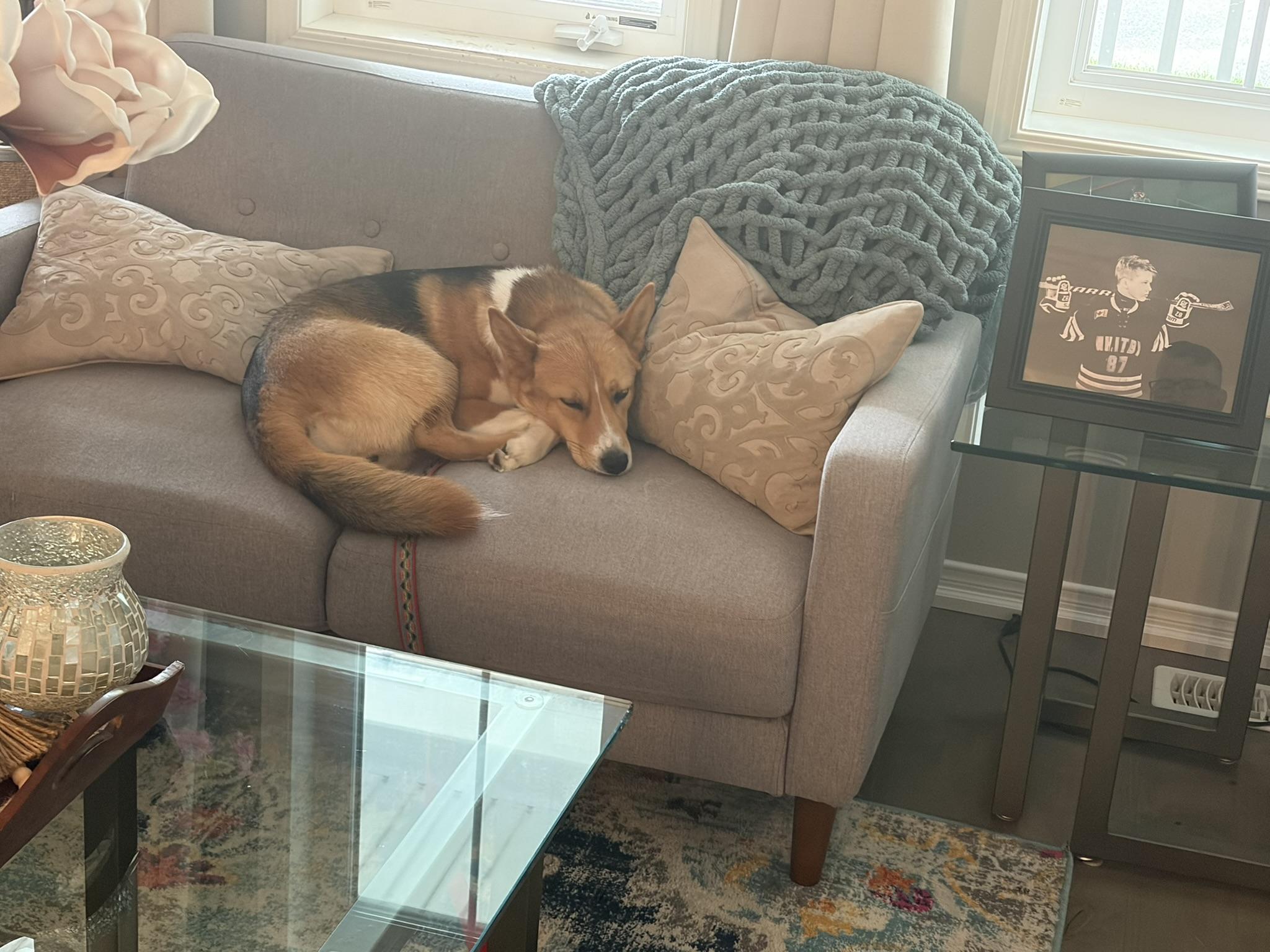 Enlarge Astral, an adopted mixed breed in Oakville, ON image 2/6