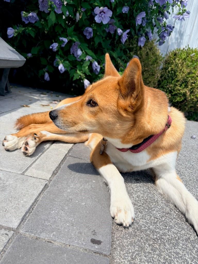 Enlarge Astral, an adopted mixed breed in Oakville, ON image 4/6
