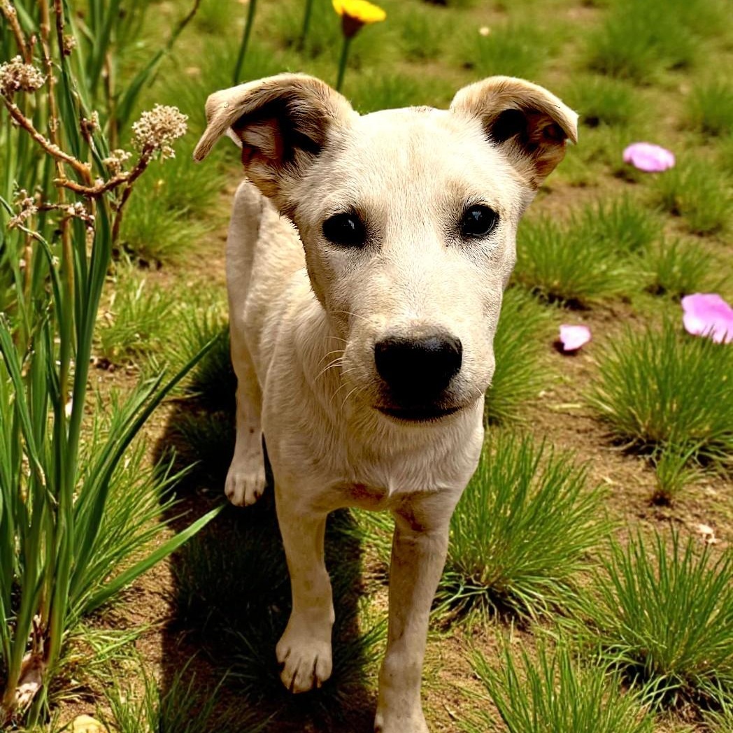 Enlarge Noah, a Adoptable mixed breed in Encinitas, CA image 2/2