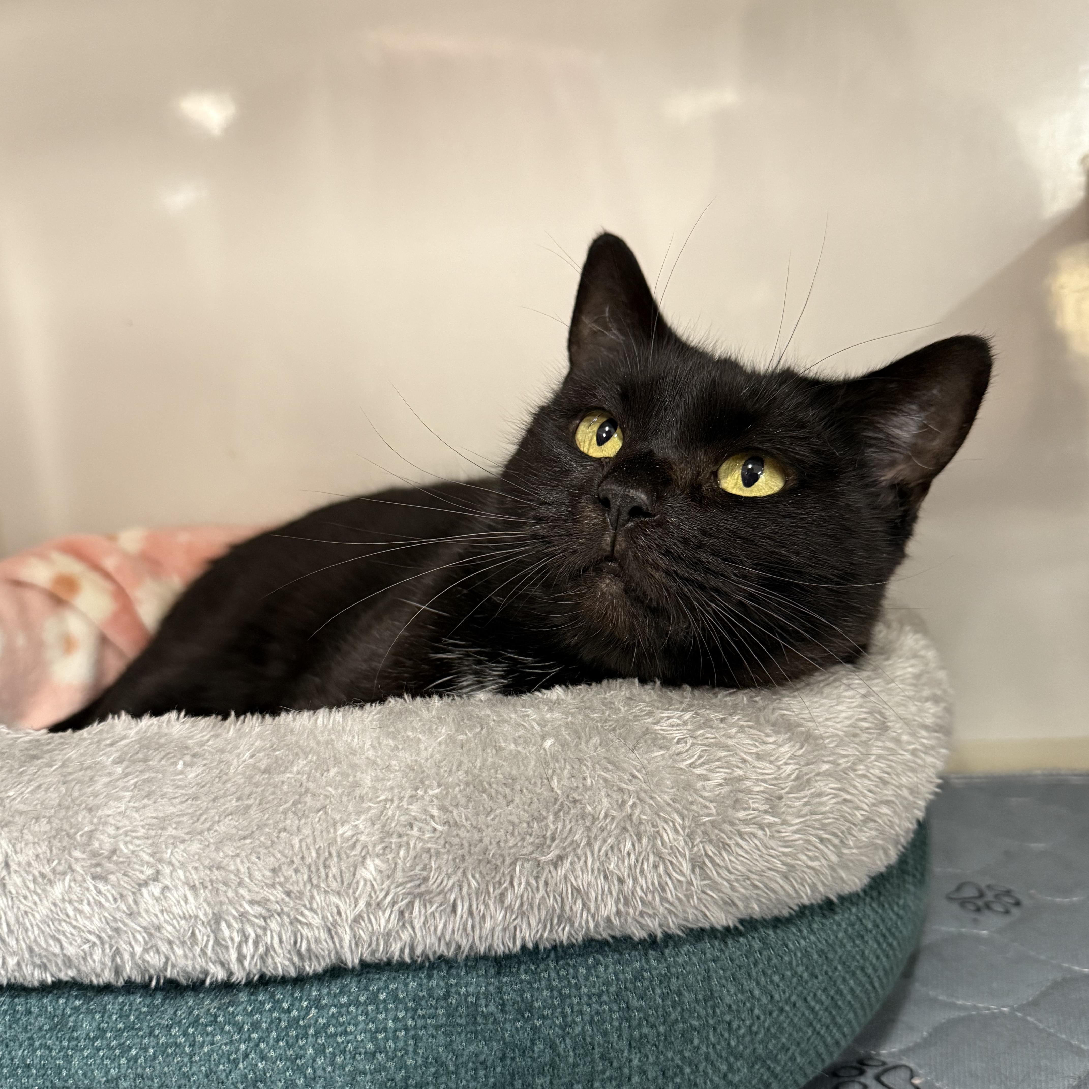 Cranberry, a ADOPTABLE Domestic Short Hair in Walnut Creek, CA image 3/5