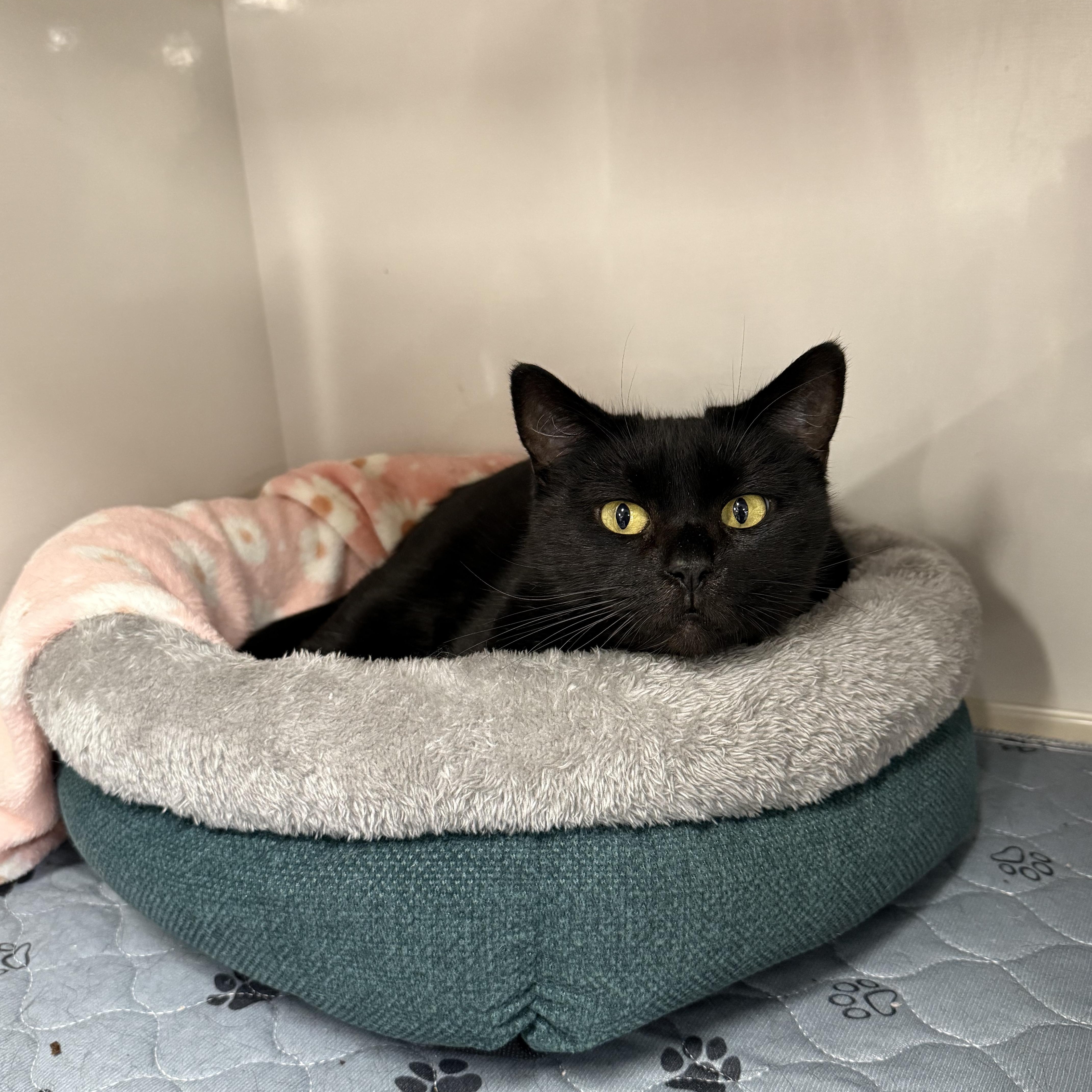 Cranberry, a ADOPTABLE Domestic Short Hair in Walnut Creek, CA image 4/5