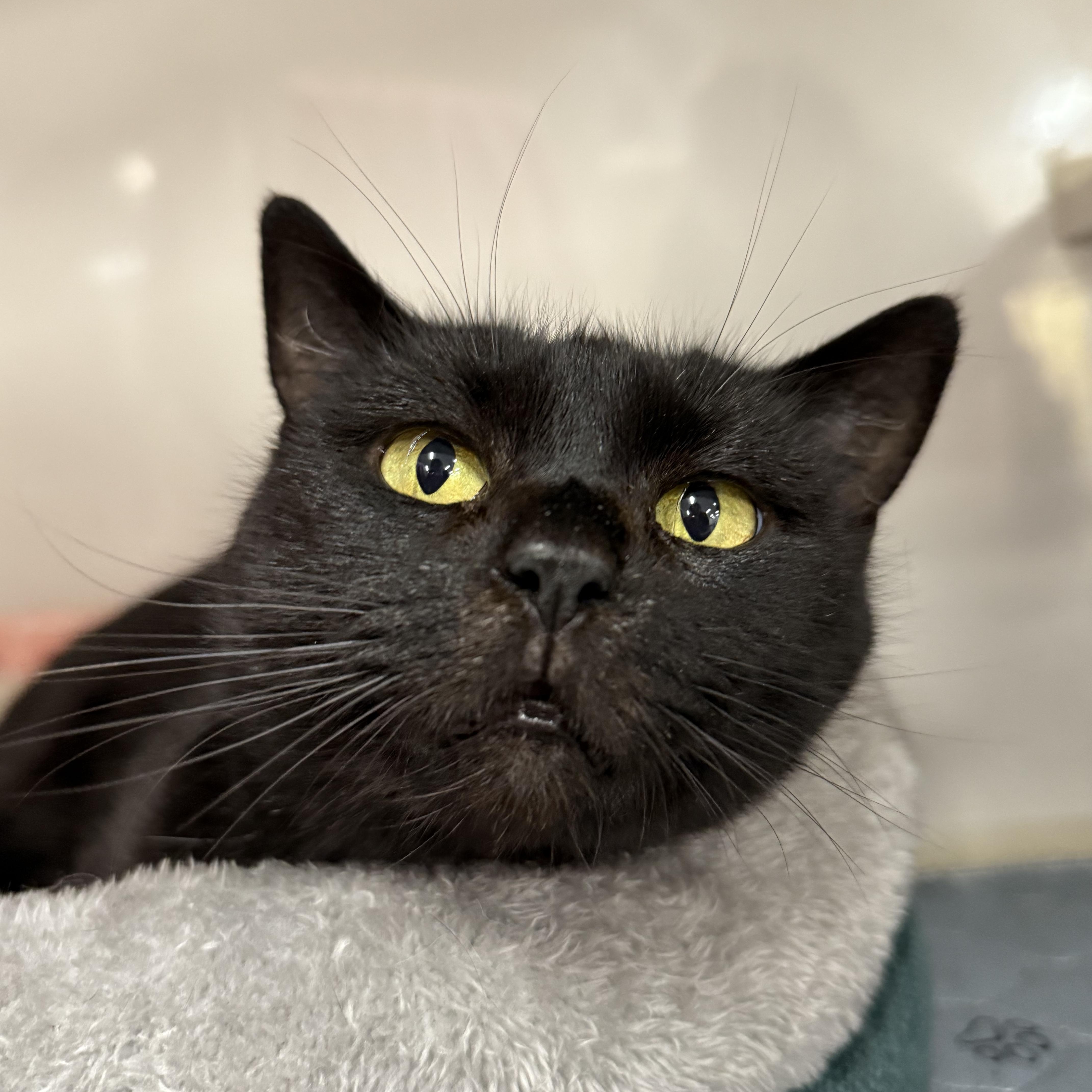 Cranberry, a ADOPTABLE Domestic Short Hair in Walnut Creek, CA image 5/5