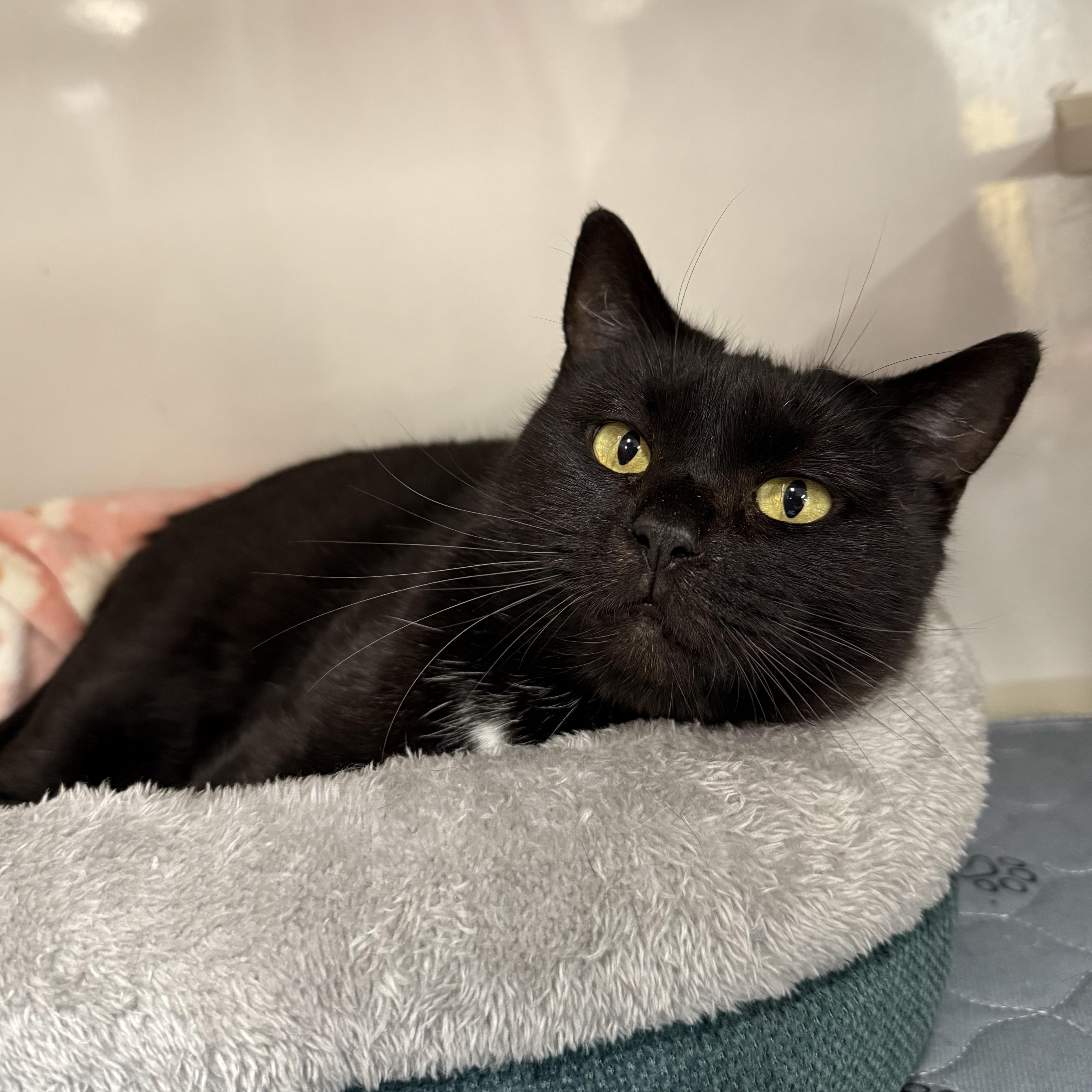 Cranberry, a ADOPTABLE Domestic Short Hair in Walnut Creek, CA image 1/5