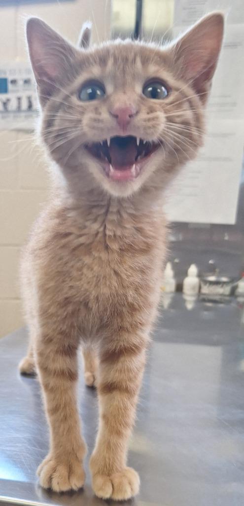 Arlo, Adoptable, Kitten Male Domestic Short Hair.