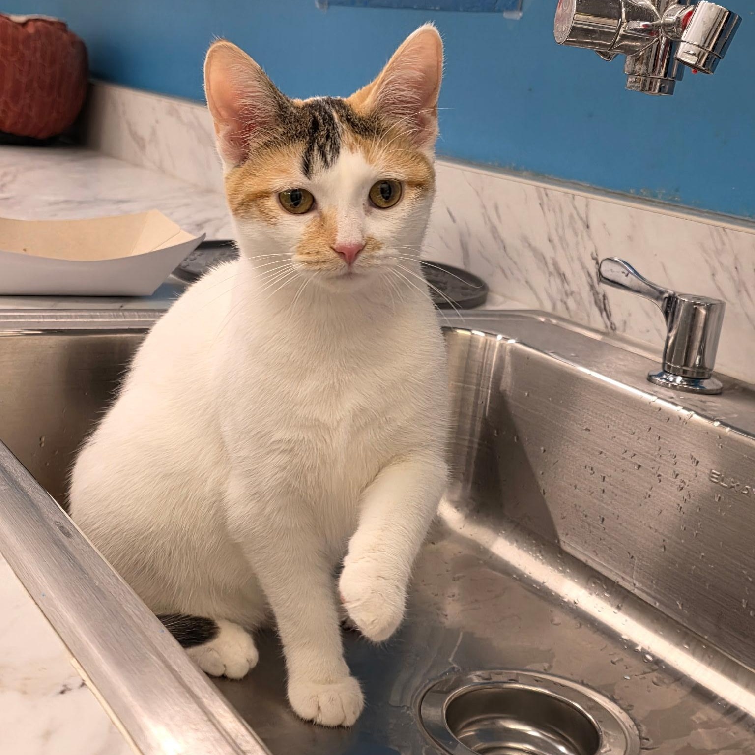 Enlarge Stardust, a ADOPTABLE Domestic Short Hair in Lewis Center, OH image 2/5