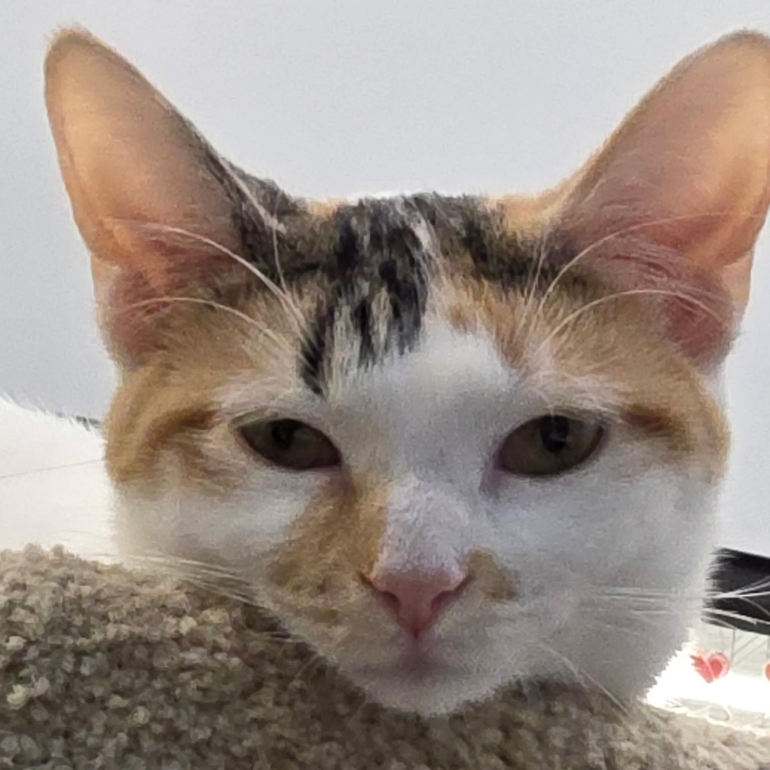 Enlarge Stardust, a ADOPTABLE Domestic Short Hair in Lewis Center, OH image 5/5