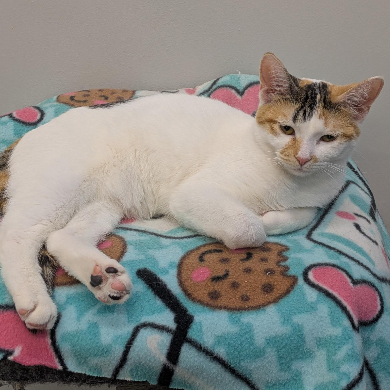 Enlarge Stardust, a ADOPTABLE Domestic Short Hair in Lewis Center, OH image 4/5
