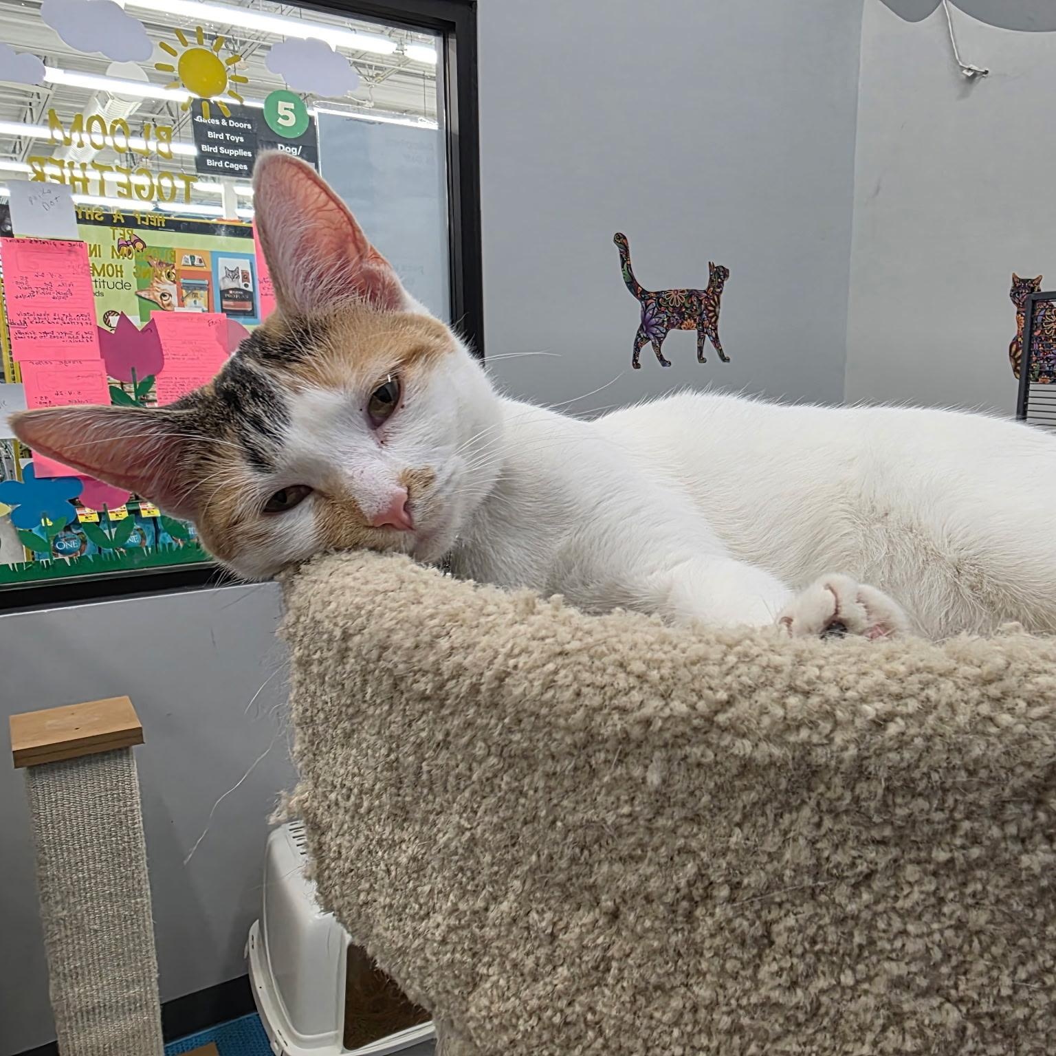 Enlarge Stardust, a ADOPTABLE Domestic Short Hair in Lewis Center, OH image 3/5