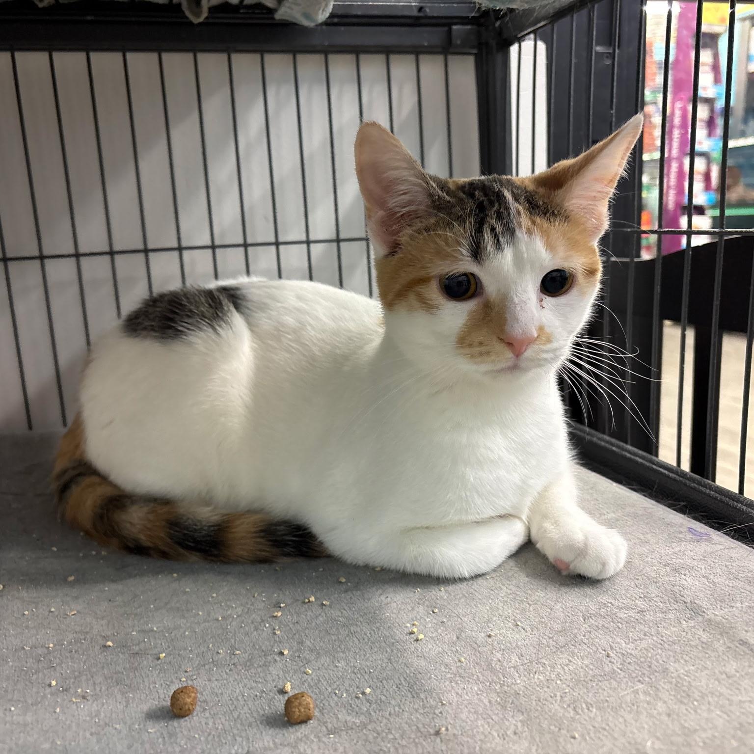 Stardust, ADOPTABLE, Young Female Domestic Short Hair.